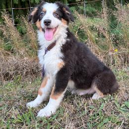 Refund- black tri male 7 - Black tri-color male Australian Shepherd puppy in Chehalis, Washington from Wandering Acres Ranch