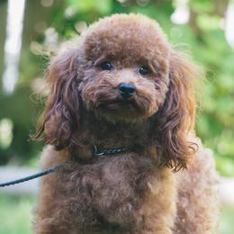 Rita - Poodle