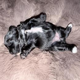Girl 1 - Black and gold female Yorkshire Terrier puppy in Richland County, South Carolina from Nesha's Pawrific Tails