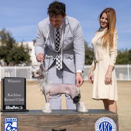 Chinese Cresteds from Naked & Famous