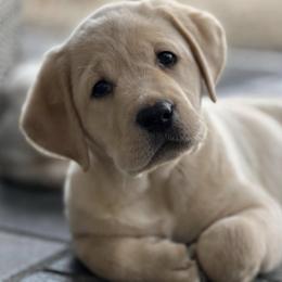 Labrador Retriever Puppies from Krys Ruth