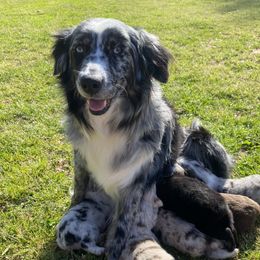 Callie  - Miniature Australian Shepherd