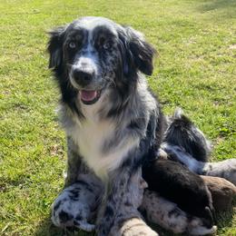 Callie  - Miniature Australian Shepherd