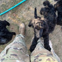 Poodle Puppies from Tyler Family Poodles