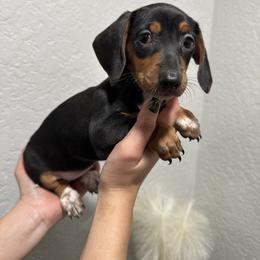 Raven - Black and tan female Dachshund puppy in Modesto, California from Raws Doxies