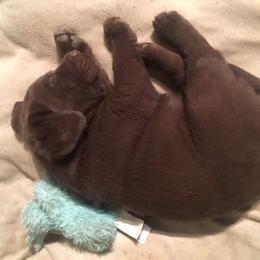 Labrador Retriever Puppies from Labrador emPAWrium