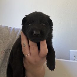 Alabaster - Black male German Shepherd puppy in Salem, Virginia from Vom Kylohaus German Shepherds