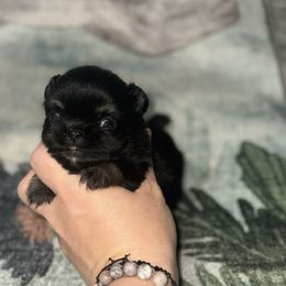 Bambi - Black and tan male Chihuahua puppy in Breese, Illinois from Casey's Chihuahuas and mini Dachshunds