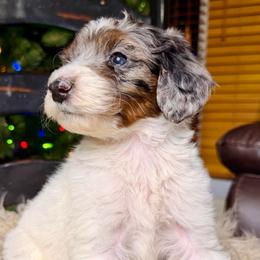 Drift - Blue merle male Bernedoodle puppy in Tyner, Kentucky from Good Dog Doodles
