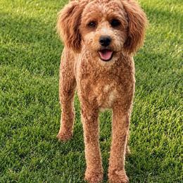 Honey - Goldendoodle
