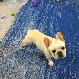 French Bulldog puppies from Sincerity
