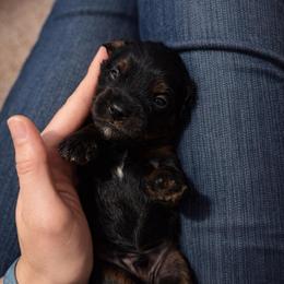 Nomad - Black and tan male Cavapoo puppy in Battle Lake, Minnesota from Panda Puppies