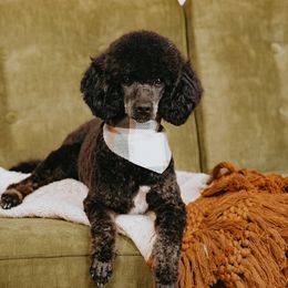 Poodles from Paige Wagenmaker