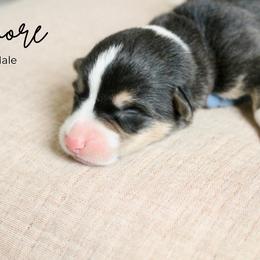 S'more - Black and tan male Pembroke Welsh Corgi puppy in Stockton, Utah from BW Corgis