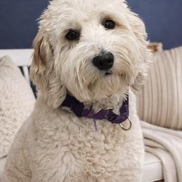 Cavapoo puppies from Beehive Fur Friends