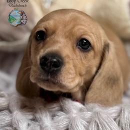 Rio - Dapple male Dachshund puppy in Fayetteville, West Virginia from Loop Creek Dachshunds
