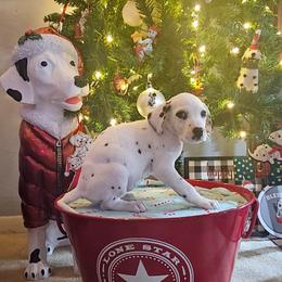 Snow White - White and black female Dalmatian puppy in Katy, Texas from Lone Star Dalmatians