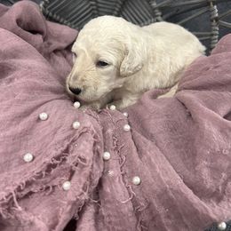 Buttercup - White female Poodle puppy in Poplarville, Mississippi from Southern Belle Poodles