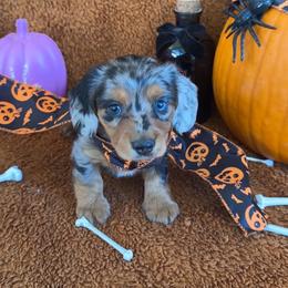 Luna - Dapple female Dachshund puppy in Conroe, Texas from Wade’s Teenie Weenies