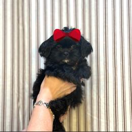 Girl 1 - Black female Shih Tzu puppy in Seguin, Texas from Dolled Up Shih Tzus