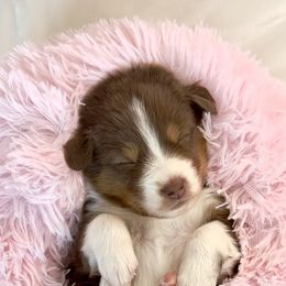 Australian Shepherd Puppies from Aussome Okie Aussies
