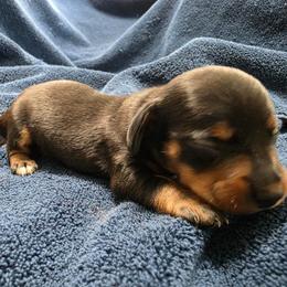 Luna - Black and tan female Dachshund puppy in Stillwater, Oklahoma from Shade Tree Dachshunds