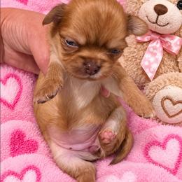 Maple - Chocolate sabled fawn female Chihuahua puppy in Kyle, Texas from joy of chihuahuas tx