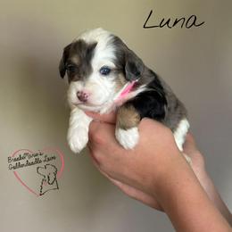 Luna - Merle female Bernedoodle puppy in Vernon Center, Minnesota from BrookeMarie’s Goldendoodle Love