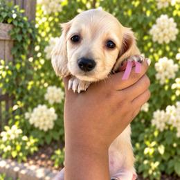 Vanilla - Cream female Dachshund puppy in Orem, Utah from Miekca’s Dachshunds