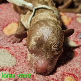 Lorex- Dr suess littter - Red male Labradoodle puppy in Phelan, California from Family Doodles