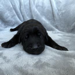 Jet - Black and rust male Doberman Pinscher puppy in Brookfield, Wisconsin from Haus of Hound