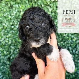 Pepsi - Black tri-color female Aussiedoodle puppy in Corydon, Indiana from Ridgeline Doodles