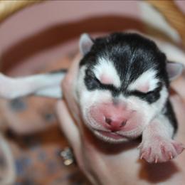 Pink - Black and white female Siberian Husky puppy in Le Sueur, Minnesota from Tevana Siberians LLC