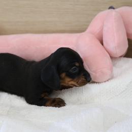 Doodle - Black female Dachshund puppy in Jurupa Valley, California from Divine Doxies