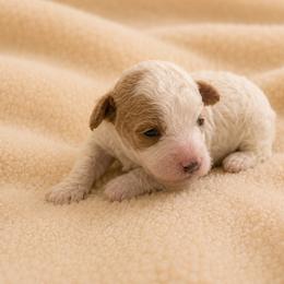 Girl 2 - Cream female Poodle puppy in Eckert, Colorado from High Desert Poodles
