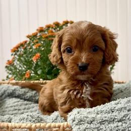 Cassian - Red male Cavapoo puppy in Knoxville, Tennessee from Duke’s Forever Doodles