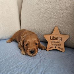 Liberty - Dark golden female Golden Retriever puppy in Inman, South Carolina from Shadow Acres
