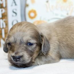 Locket - Cream male Dachshund puppy in Bellville, Ohio from JK Mini Doxies