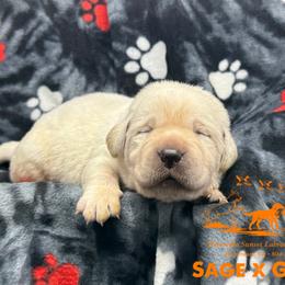Orange collar - Yellow male Labrador Retriever puppy in Beaverdam, Virginia from Riverside Sunset Labrador Retrievers
