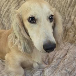 Brody - Cream male Dachshund puppy in Inverness, Florida from Royalworth Kennel