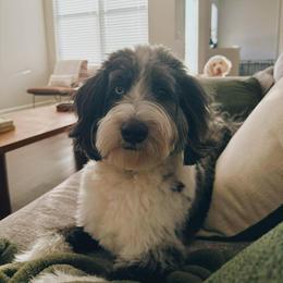 Australian Mountain Doodle and Bernedoodle All Grown Up from Country Creek Doodles