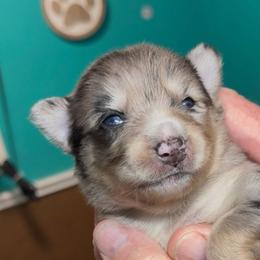 Mister Spacley - Merle male Pomsky puppy in Spring Hill, Florida from PDQ Pomskies