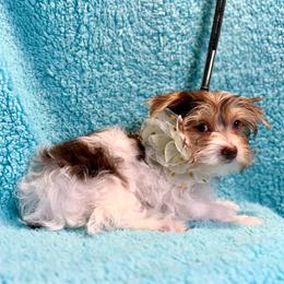 Peebles - Chocolate, tan and white female Yorkshire Terrier puppy in Shelton, Washington from Cute Yorkies