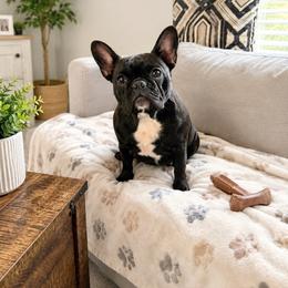 Ziggy - French Bulldog