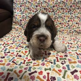 Girl 2 - Liver white and tan female English Springer Spaniel puppy in Tabor City, North Carolina from Big Bay Kennels LLC