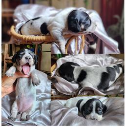 Piebald dapple girl - Piebald female Dachshund puppy in Port Orchard, Washington from Haus of Wiener Schnitzel
