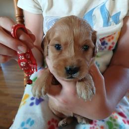 Red - Dark golden female Golden Retriever puppy in Lanesboro, Minnesota from Eagle Ridge Golden Retrievers