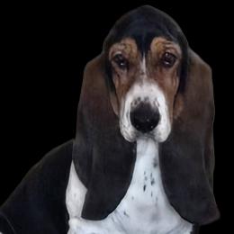 Basset Hound puppies from S&S American Bassets