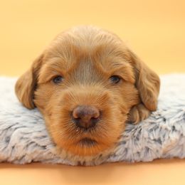 Big Ben - Gold male Australian Cobberdog puppy in Bellingham, Minnesota from Whispering Prairie Australian Cobberdog