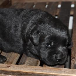 Hobbes - Black male Labrador Retriever puppy in Camden, Indiana from Prebleridge Acres